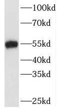 TAF7 Antibody - BSA Free