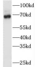 TAF6L Antibody - BSA Free
