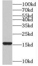 TAF13 Antibody - BSA Free