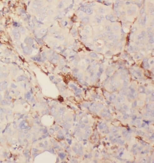 SYTL4 Antibody - BSA Free