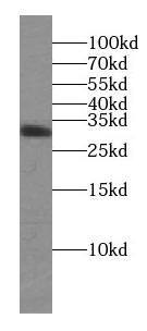Syntaxin 3 Antibody - BSA Free
