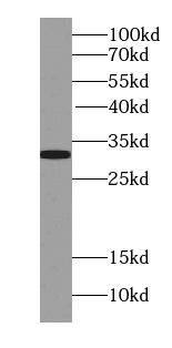 STX17 Antibody - BSA Free