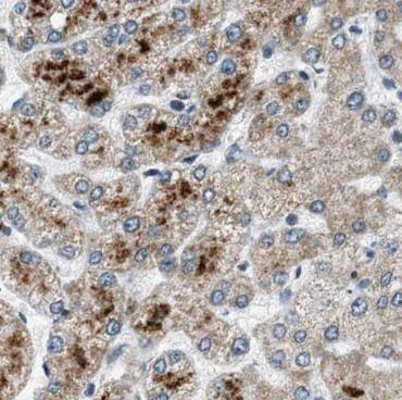 STX17 Antibody - BSA Free