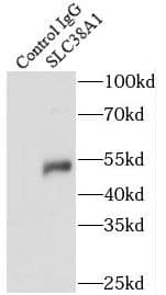 SLC38A1 Antibody - BSA Free