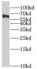 SLC37A2 Antibody - BSA Free
