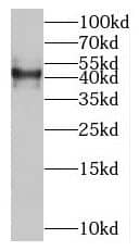 SLC35F2 Antibody - BSA Free