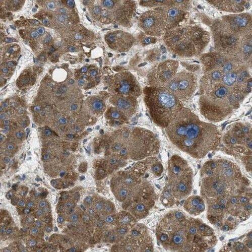 SLC25A25 Antibody - BSA Free