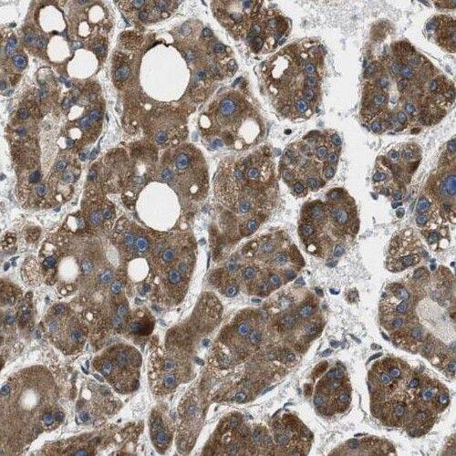 SLC25A2 Antibody - BSA Free