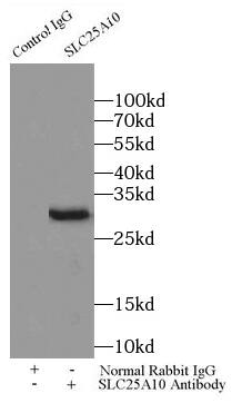 SLC25A10 Antibody - BSA Free