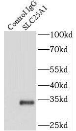SLC25A1 Antibody - BSA Free