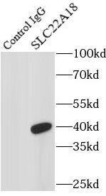 Solute carrier family 22 member 18 Antibody - BSA Free