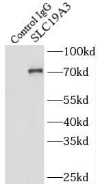SLC19A3 Antibody - BSA Free