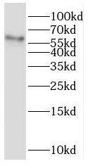 MCT8/SLC16A2 Antibody - BSA Free