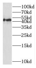 SLC16A12 Antibody - BSA Free