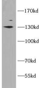 KCC1/SLC12A4 Antibody - BSA Free