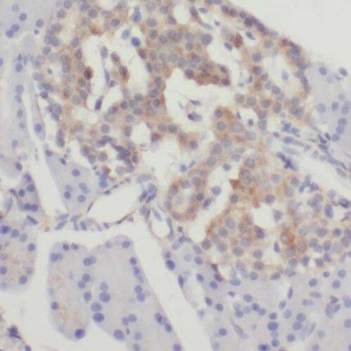 SLC10A3 Antibody - BSA Free
