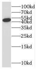 SLC10A3 Antibody - BSA Free