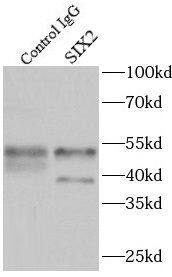 SIX2 Antibody - BSA Free