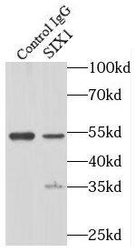 SIX1 Antibody - BSA Free