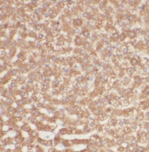 SIKE1 Antibody - BSA Free