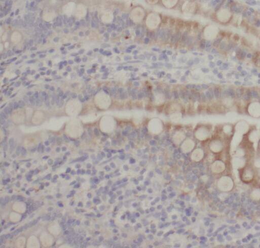 SIDT1 Antibody - BSA Free