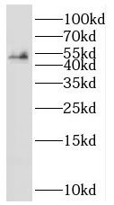 SHF Antibody - BSA Free