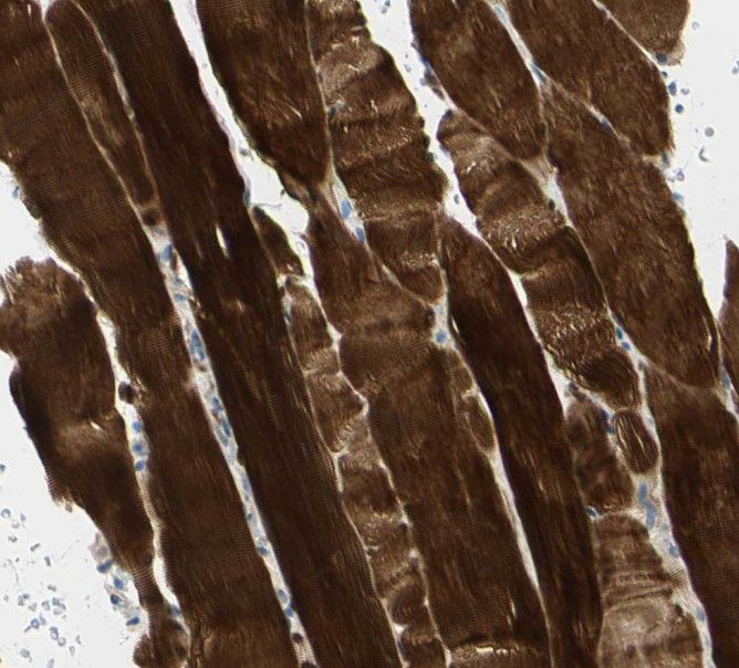 SHF Antibody - BSA Free