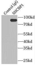 SHCBP1 Antibody - BSA Free