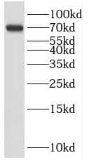 SHC4 Antibody - BSA Free