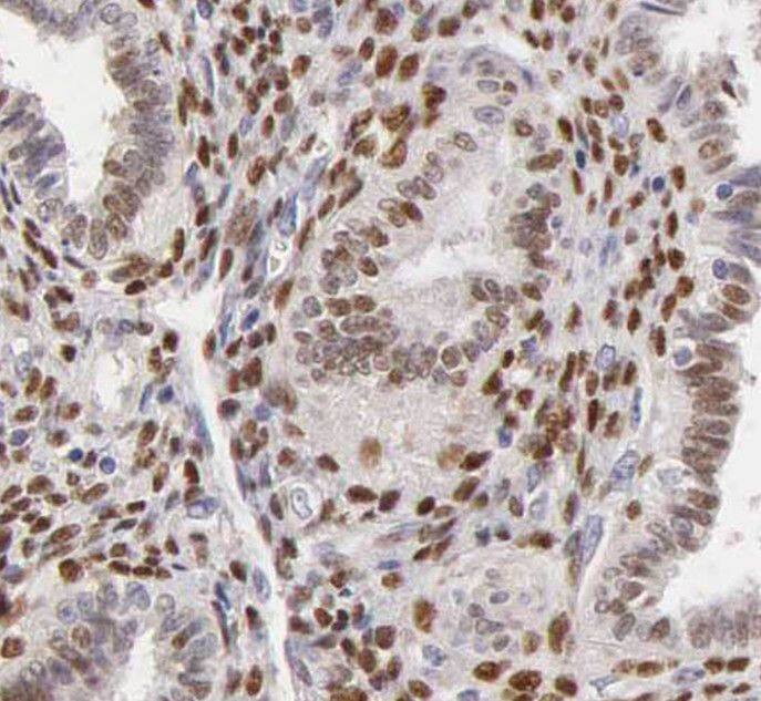 SH3BP5 Antibody - BSA Free