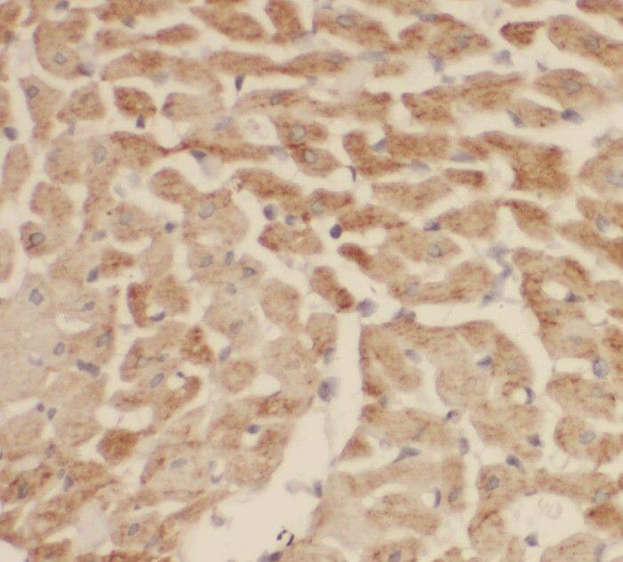 SH3BGR Antibody - BSA Free