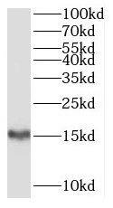 SH2D1B Antibody - BSA Free