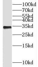 CCDC101 Antibody - BSA Free