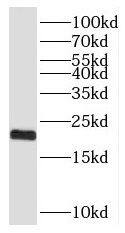 SFT2D3 Antibody - BSA Free