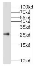 SFRS9 Antibody - BSA Free