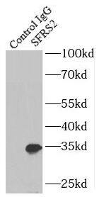 SC35 Antibody - BSA Free