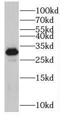 SC35 Antibody - BSA Free