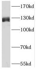 SFRS14 Antibody - BSA Free
