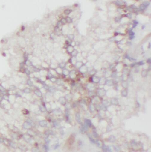 SFRS14 Antibody - BSA Free