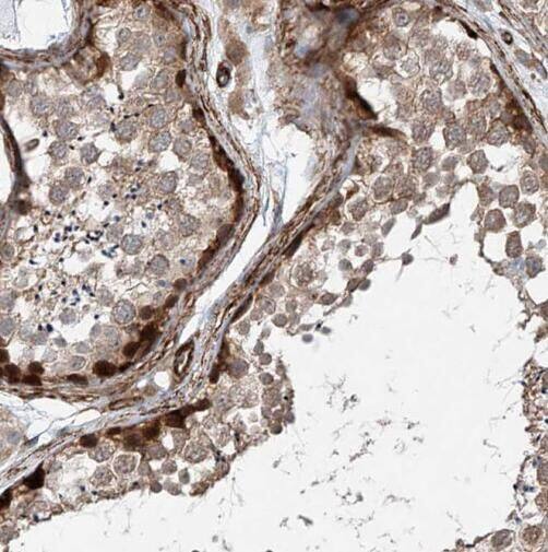 SF4 Antibody - BSA Free