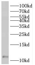 SF3B5 Antibody - BSA Free
