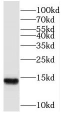 SF3B14 Antibody - BSA Free