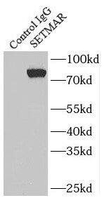 SETMAR Antibody - BSA Free