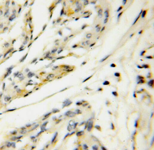 SERP1 Antibody - BSA Free