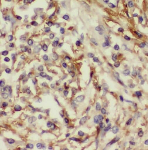 SERINC3 Antibody - BSA Free