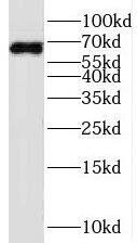 SERINC1 Antibody - BSA Free