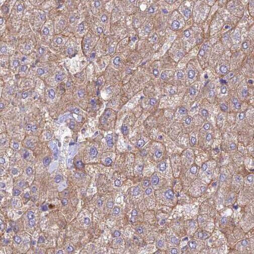SERINC1 Antibody - BSA Free