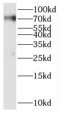 SERAC1 Antibody - BSA Free