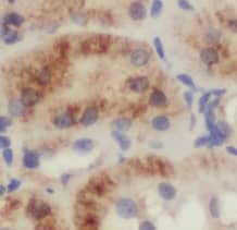 Methionine Sulfoxide Reductase B Antibody - BSA Free