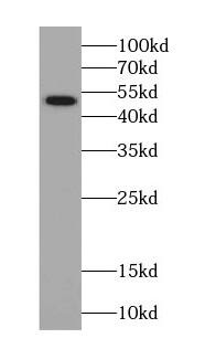 Septin-14 Antibody - BSA Free